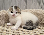 Кошки в Ярославле: Шотландский вислоухий короткошерстный малыш Мальчик, 35 000 руб. - фото 2