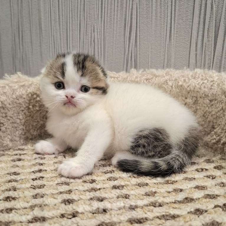 Кошки в Ярославле: Шотландский вислоухий короткошерстный малыш Мальчик, 35 000 руб. - фото 2