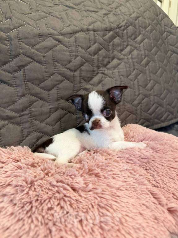 Собаки в Воронеже: Микро крошка мальчик белошо-коладный Мальчик, Бесплатно - фото 2