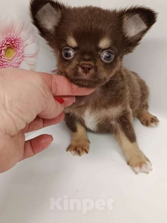 Собаки в других городах Московской области: Ленечка Мальчик, 40 000 руб. - фото 6