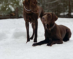 Собаки в Клине: Щенки Мальчик, 60 000 руб. - фото 6