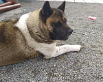 Собаки в Нижнем Тагиле: Вязка Американская Акита, 33 руб. - фото 3