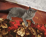 Кошки в Курске: Вязка (кот Феликс Александрович), 1 000 руб. - фото 1