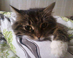 Кошки в Ливны: Пушистая красавица Лиза хочет быть единственной, Бесплатно - фото 4