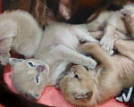 Кошки в Ливны: Бурманские котята, 28 000 руб. - фото 2