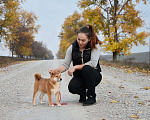 Собаки в Краснодаре: Купить щенка Сиба-Ину Мальчик, 40 000 руб. - фото 3