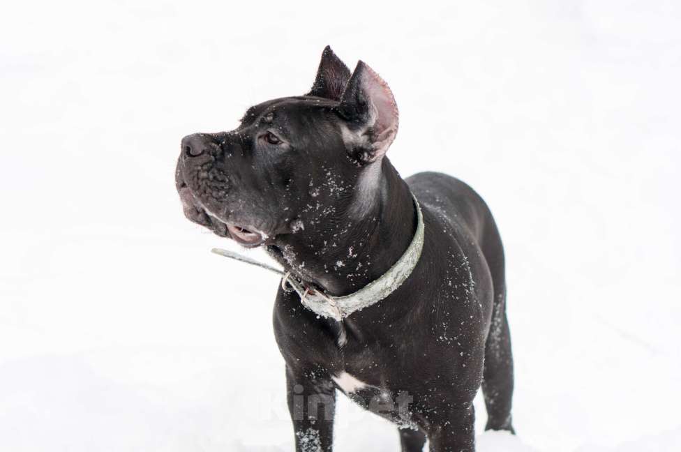 Собаки в Волоколамске: Кане Корсо щенок Девочка, 50 000 руб. - фото 2