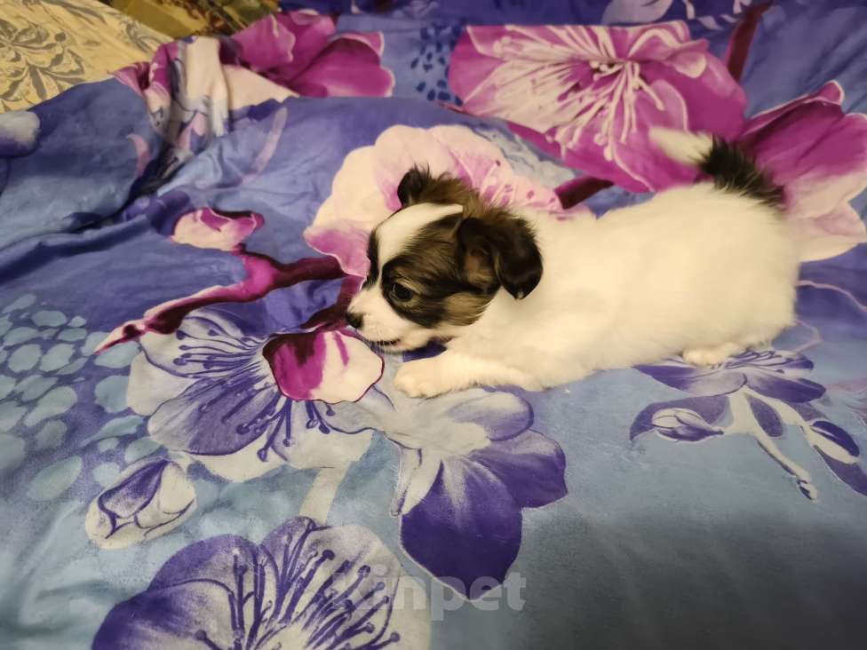 Собаки в Приморско-Ахтарске: Мальчик папийон Мальчик, 20 000 руб. - фото 3