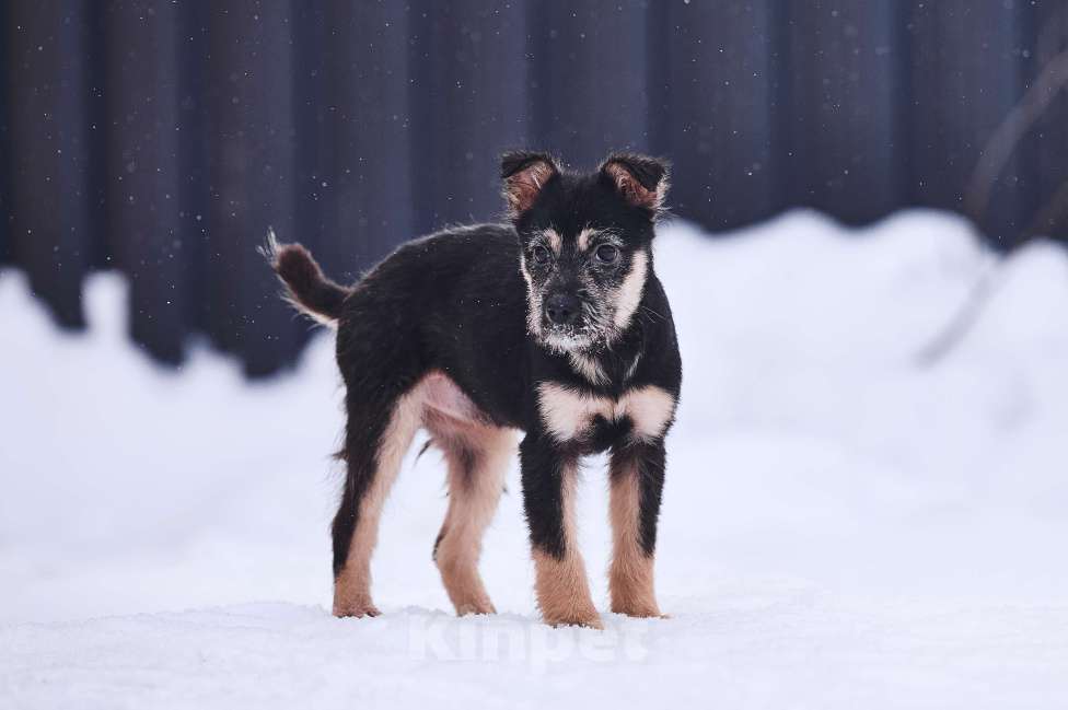 Собаки в Лосином-Петровском: Чапа якутята из ледяного подъезда Девочка, Бесплатно - фото 1