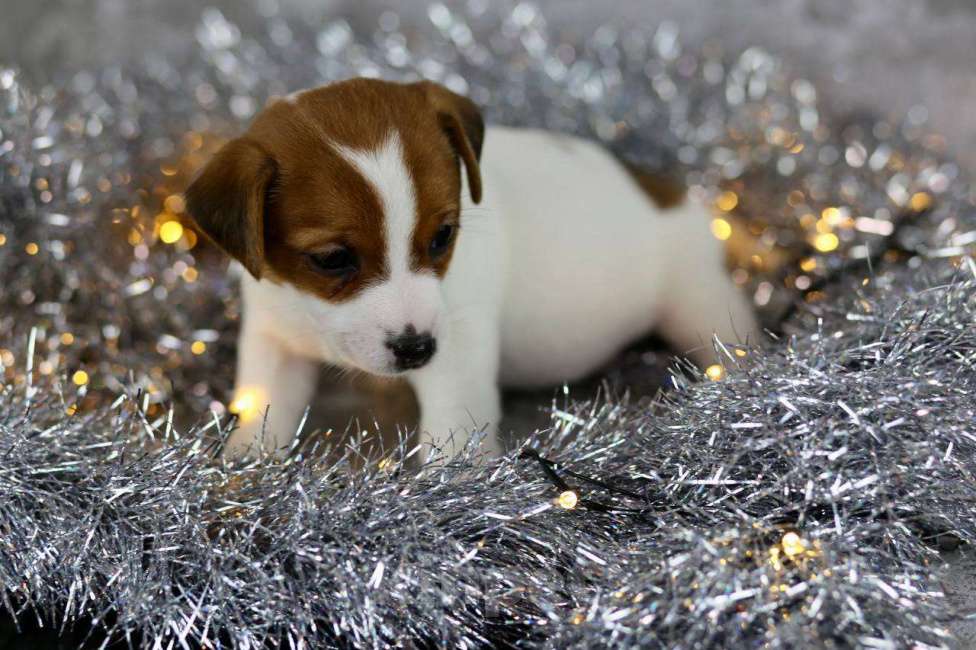 Собаки в Санкт-Петербурге: Щенок Мини Джек Рассел Терьера “Луна» Девочка, 50 000 руб. - фото 5