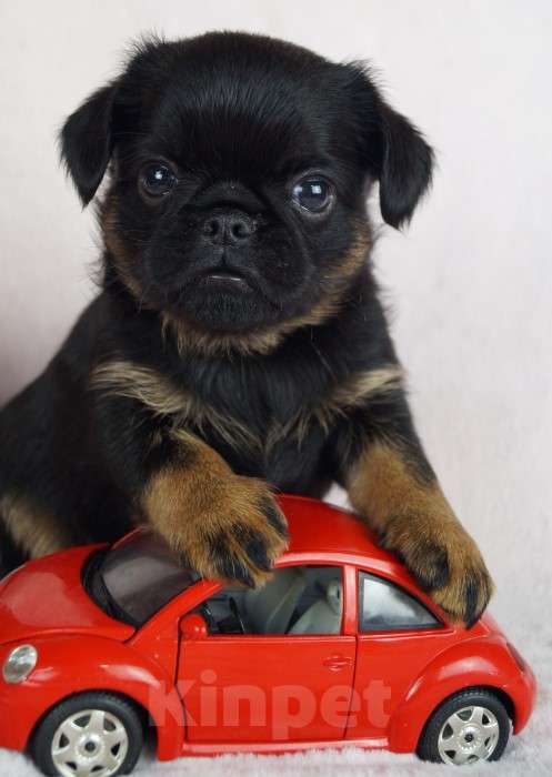 Собаки в Москве: ОНИКС мальчик брабансон Мальчик, 80 000 руб. - фото 2