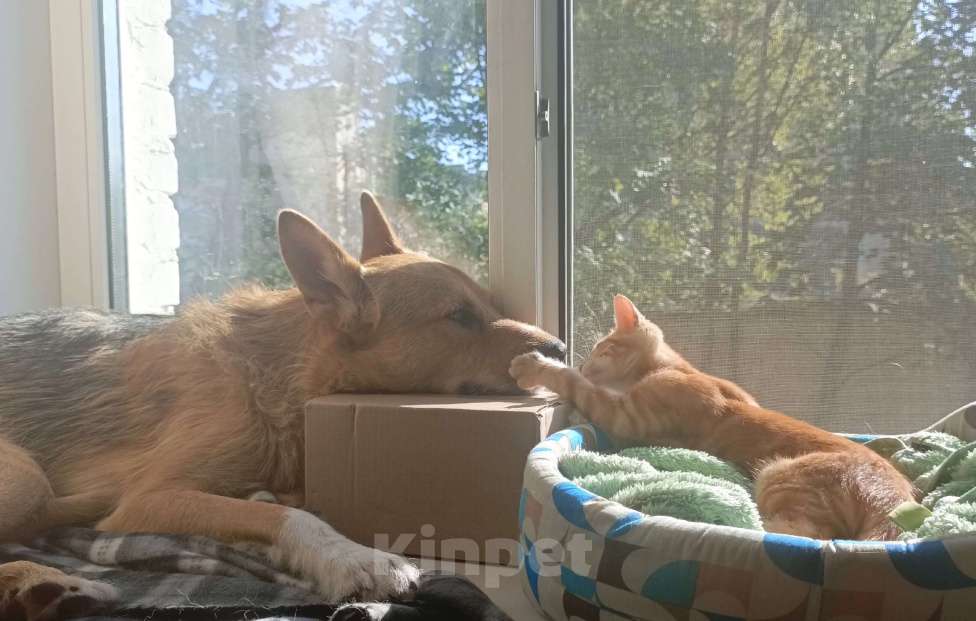 Собаки в Санкт-Петербурге: Песик ищет новый дом Мальчик, Бесплатно - фото 6