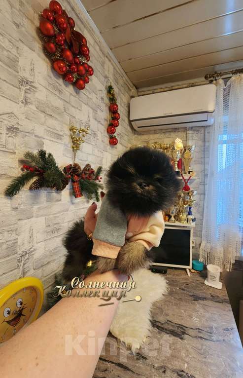 Собаки в Москве: Шпиц померанский в медвежьем типе мальчик из племенного питомника Мальчик, Бесплатно - фото 3