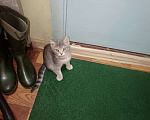 Кошки в других городах Московской области: Отдам в добрые руки двух котят, Бесплатно. Помогите не умереть от аллергии!!! Мальчик, Бесплатно - фото 9