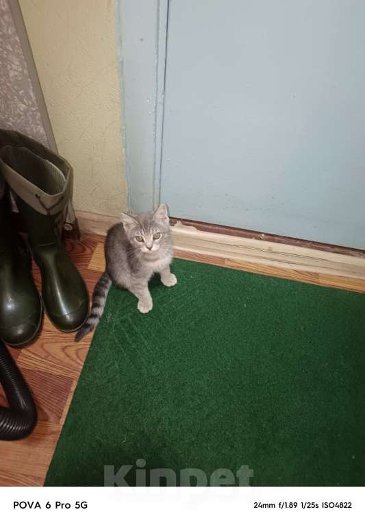 Кошки в других городах Московской области: Отдам в добрые руки двух котят, Бесплатно. Помогите не умереть от аллергии!!! Мальчик, Бесплатно - фото 9