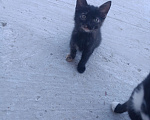 Кошки в других городах Крыма: Котята даром Девочка, Бесплатно - фото 5