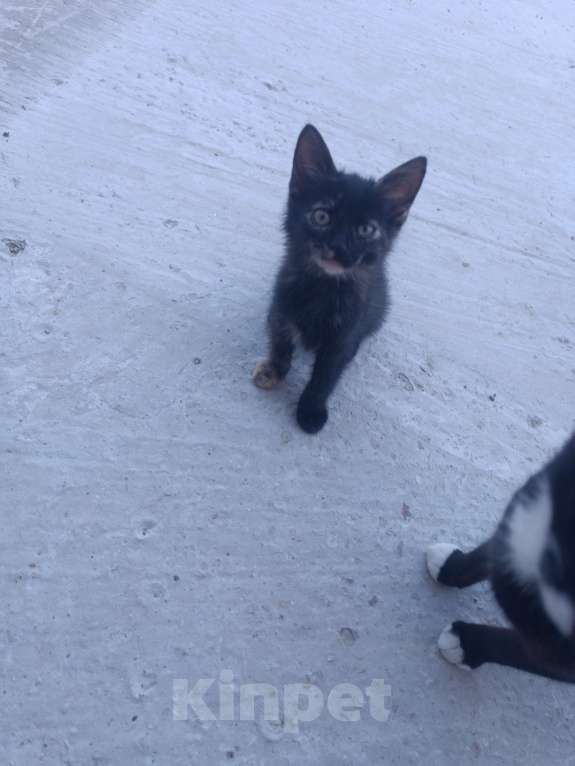 Кошки в других городах Крыма: Котята даром Девочка, Бесплатно - фото 5