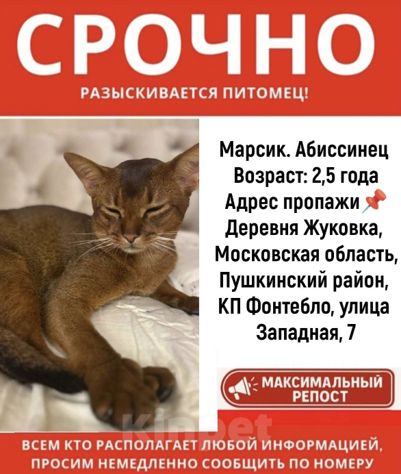 Кошки в других городах Московской области: ❗️❗️❗️ПРОПАЛ КОТИК❗️❗️❗️ Мальчик, 5 000 руб. - фото 2