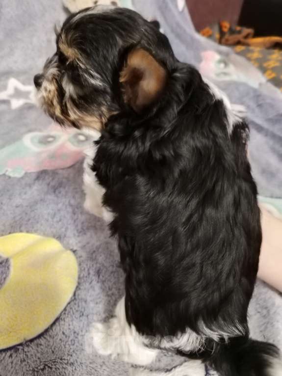 Собаки в Азове: Щенки бивер терьера три мальчика и одна девочка Разнополые, Бесплатно - фото 6