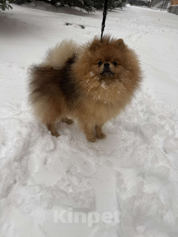 Собаки в Новосибирске: Померанский шпиц девочка  Девочка, 85 000 руб. - фото 1