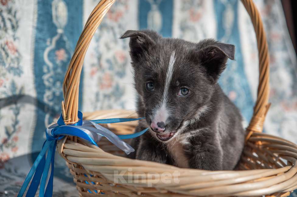 Собаки в Москве: Щенок 2х месяцев Бентли в добрые руки Мальчик, Бесплатно - фото 4