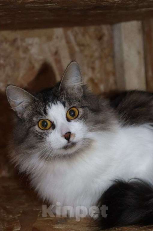 Кошки в Раменском: Ищет дом скромная девочка Мими Девочка, Бесплатно - фото 2