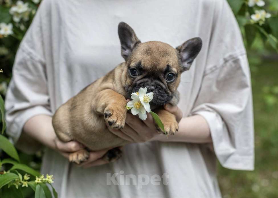 Собаки в Москве: Французская булочка Мальчик, 50 000 руб. - фото 2