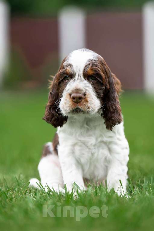 Собаки в Москве: Продам щенков  Английского спрингер спаниеля. Мальчик, 60 000 руб. - фото 4