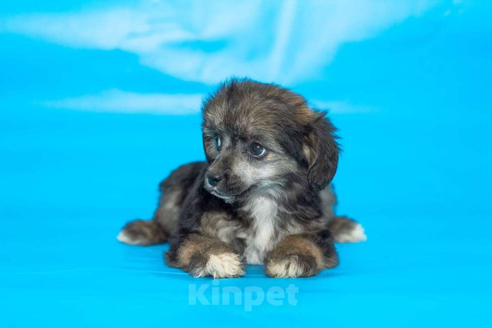 Собаки в Раменском: пуховая девочка мини Девочка, 20 000 руб. - фото 2