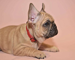 Собаки в Москве: Девочка французского бульдога  Девочка, 50 000 руб. - фото 7