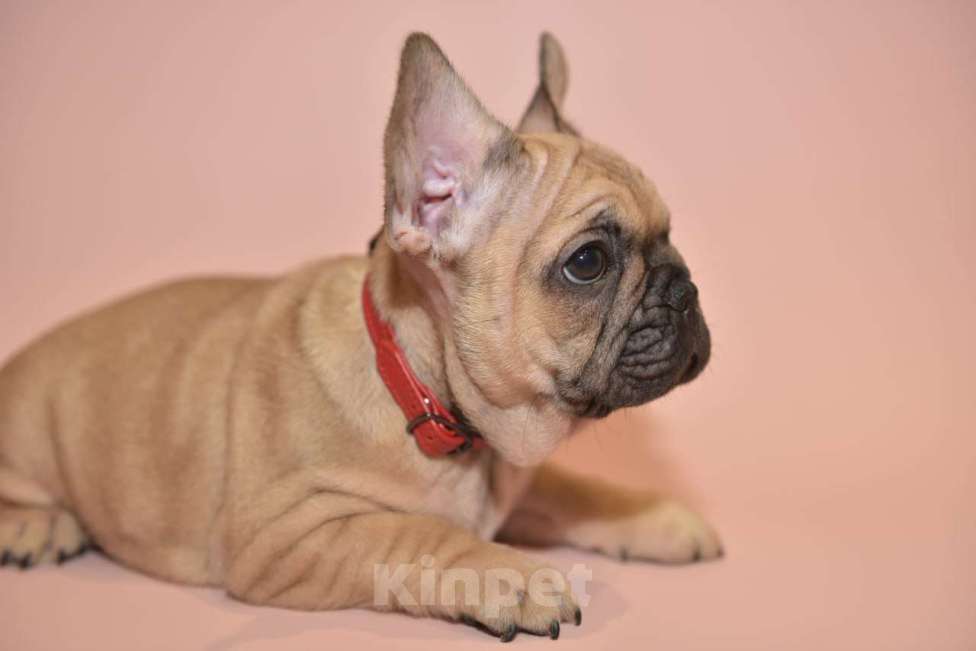 Собаки в Москве: Девочка французского бульдога  Девочка, 50 000 руб. - фото 7