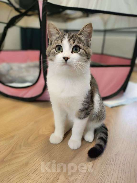 Кошки в Москве: Котенок стесняшка Мальчик, Бесплатно - фото 4