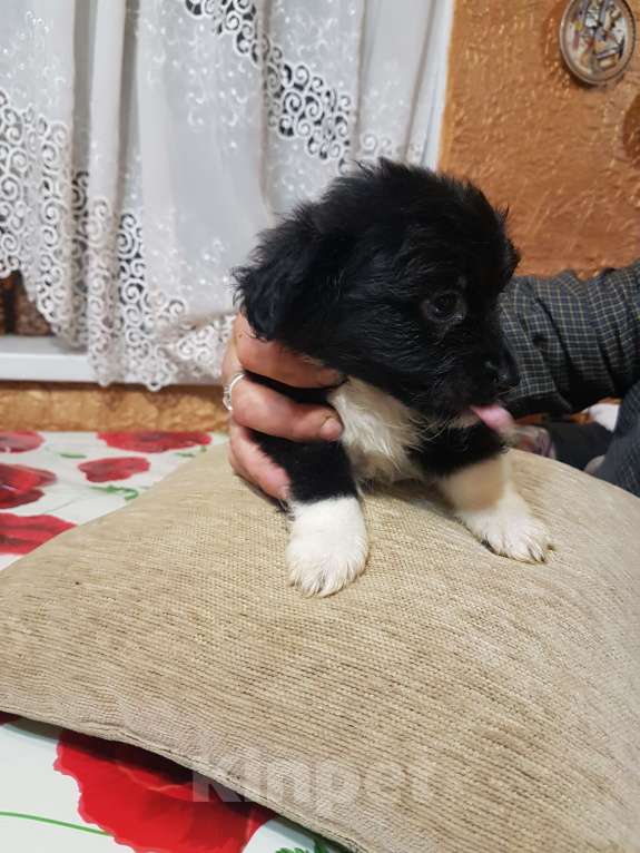 Собаки в Саке: Голландский Тюльпхонд-Спаниель Мальчик, Бесплатно - фото 5