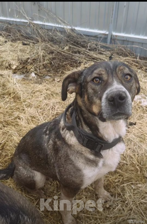 Собаки в Казани: Тося) Девочка, Бесплатно - фото 2