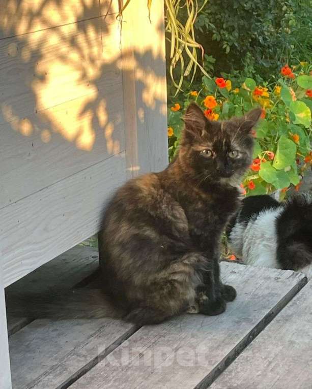 Кошки в Москве: Маленький котенок в беде  Девочка, Бесплатно - фото 2