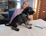 Собаки в Нижнем Новгороде: Щенки миттельшнауцера Девочка, 50 000 руб. - фото 2