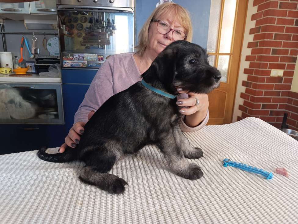 Собаки в Нижнем Новгороде: Щенки миттельшнауцера Девочка, 50 000 руб. - фото 2