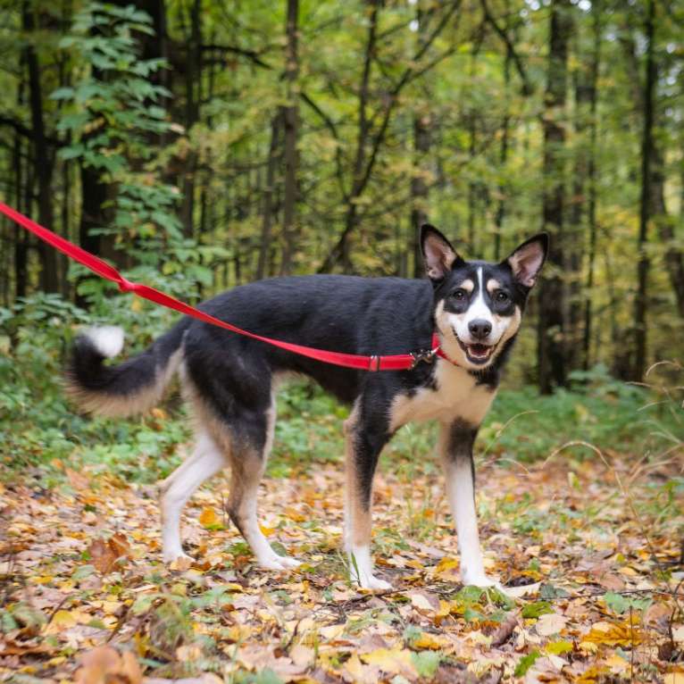 Собаки в Москве: Саби Девочка, Бесплатно - фото 4