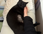 Кошки в Санкт-Петербурге: Черная кошка в добрые руки Девочка, Бесплатно - фото 10