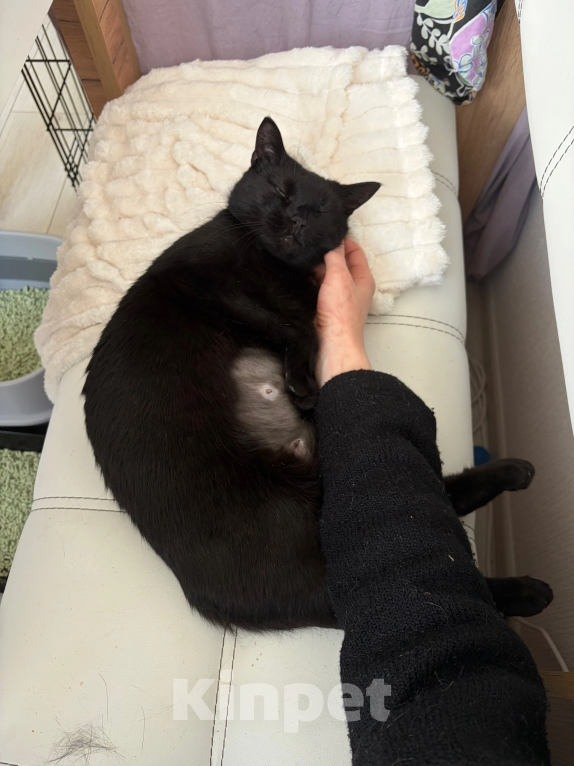 Кошки в Санкт-Петербурге: Черная кошка в добрые руки Девочка, Бесплатно - фото 10