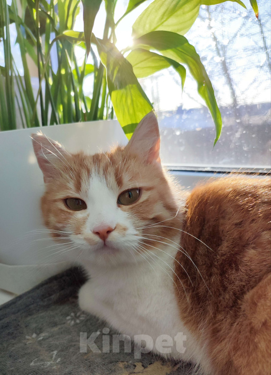 Кошки в Туле: Трогательная Сима ищет СВОЙ дом Девочка, Бесплатно - фото 5