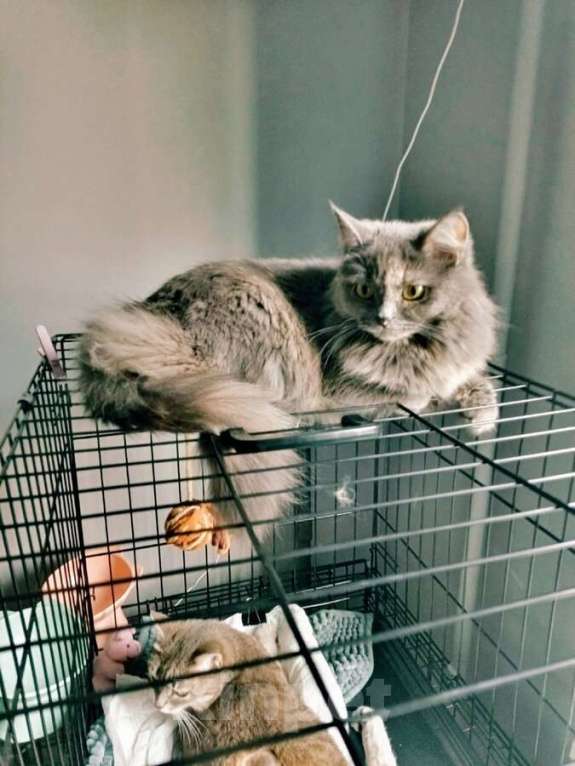 Кошки в Самаре: Грейс, чьё имя означает «Благодать», ищет свой дом. Девочка, Бесплатно - фото 4