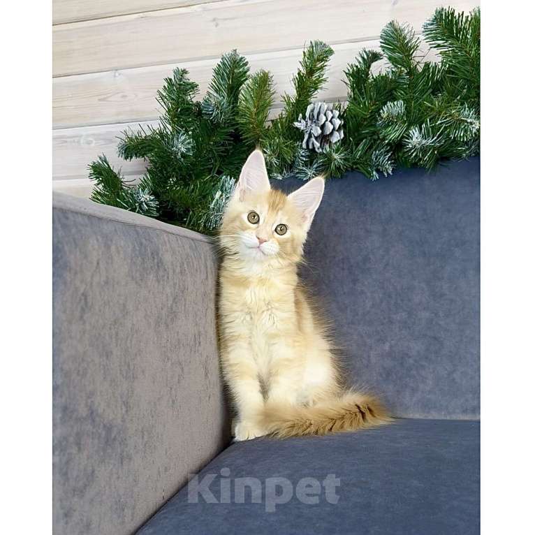 Кошки в других городах Московской области: Фиона Девочка, 60 000 руб. - фото 3