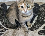 Кошки в Ярославле: Котенок (девочка) 2-3 месяца Девочка, Бесплатно - фото 1
