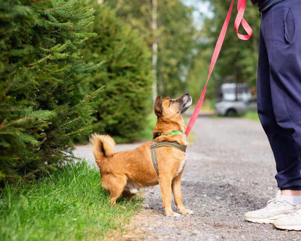 Собаки в Санкт-Петербурге: Маленький хорошенький пёс Мальчик, Бесплатно - фото 6