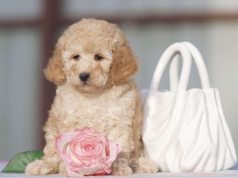 Собаки в Чехове: той пудель мальчик Мальчик, 35 000 руб. - фото 4