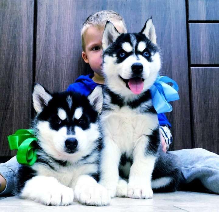 Собаки в Грозном: Хаски Щенки Разных окрасов Разнополые, Бесплатно - фото 1