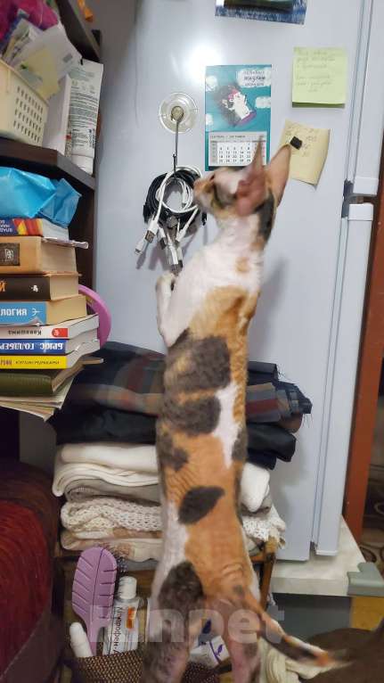 Кошки в Москве: Отдам породистую кошку в добрые заботливые руки Девочка, Бесплатно - фото 3