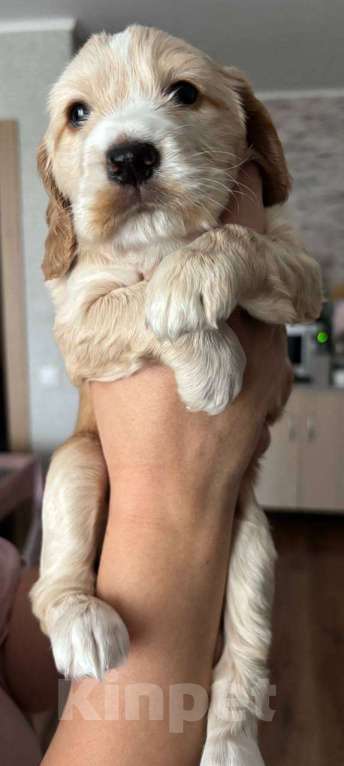 Собаки в Волгограде: Английский кокер-спаниель  Девочка, 15 000 руб. - фото 3