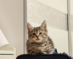 Кошки в Москве: Милая Булка ищет дом Девочка, Бесплатно - фото 6
